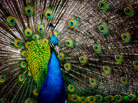 Proud Pavo Christatus