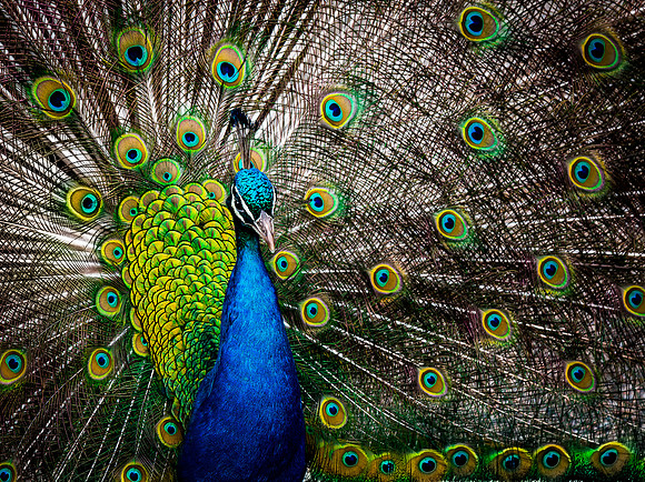 Proud Pavo Christatus