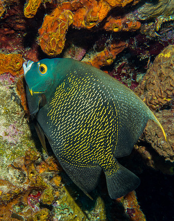 Angel Fish