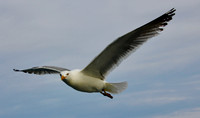 Riding the Wind