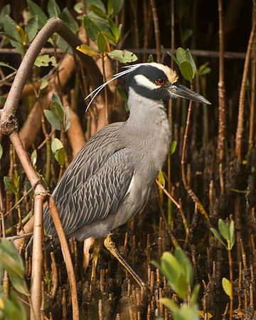 Yellow Crowned Night Heron