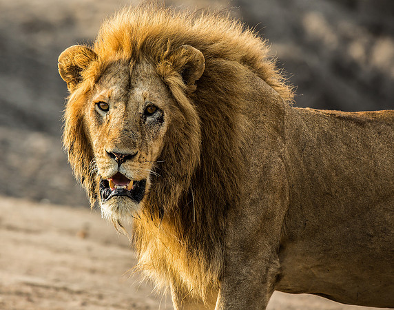 The King
