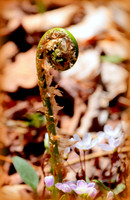 Oh Fiddlehead