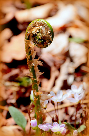 Oh Fiddlehead