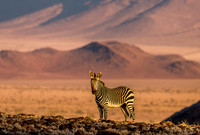 Mountain Zebra at Sunset