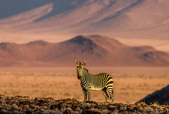 Mountain Zebra at Sunset