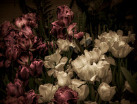 Altered Garden
