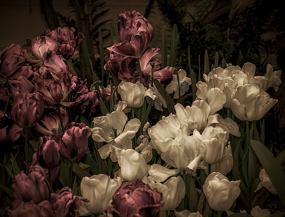 Altered Garden
