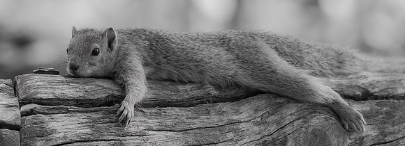 Squirrel Guarding His Nut