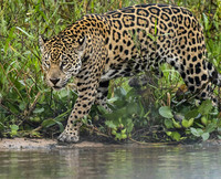 Jaguar on the Prowl