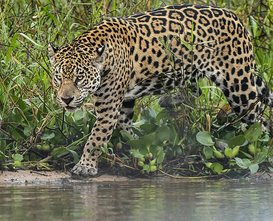 Jaguar on the Prowl