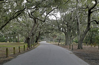 Mossy Oaks