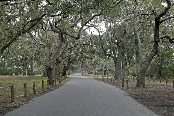 Mossy Oaks