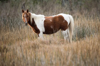 Assateague Wild