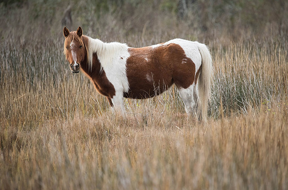 Assateague Wild