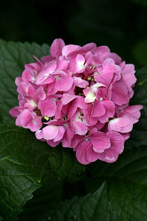 Fuchsia Fantasy