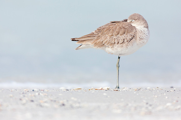 Sandpiper Siesta