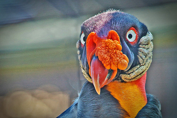 I am Magnificent!