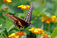 Eastern Black Swallowtail at Lunch