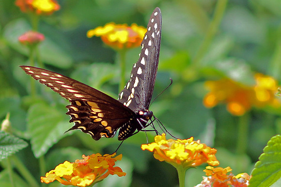 Eastern Black Swallowtail at Lunch