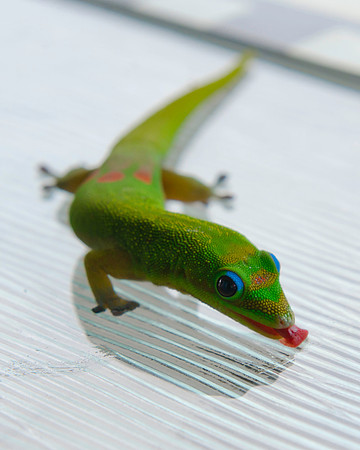 Gecko Kiss