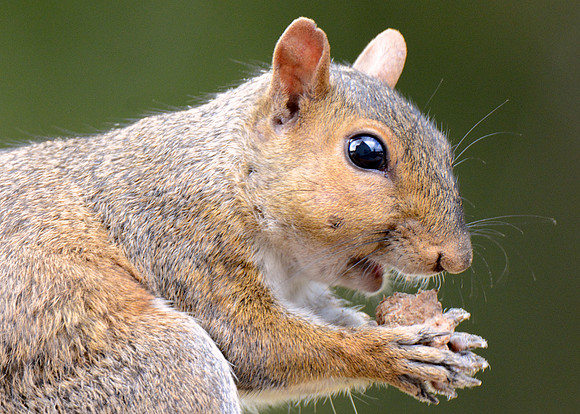 Singing Squirrel