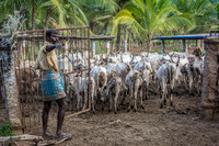 Cow Herder
