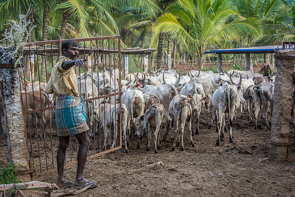 Cow Herder