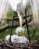 Center of Attention