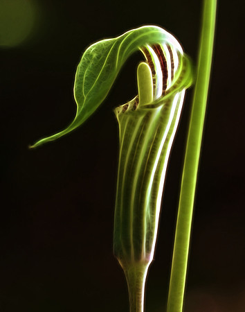 Pretty as a Pitcher