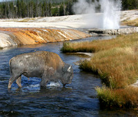 Bison in River