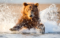 Grizzly Charge