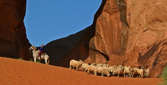 Sheep Herder