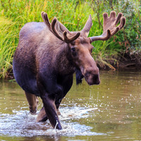 Moose 2-Step