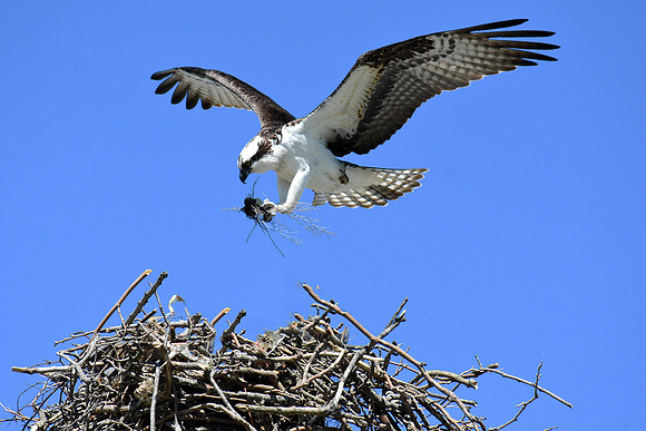 More for the Nest