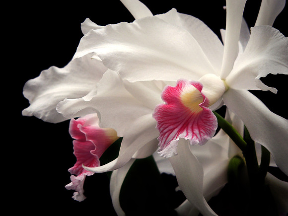 White Orchid Explosion