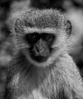 The Stare