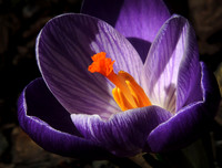 First Sign of Spring