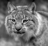 Nice Kitty