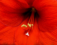Inside a Hibiscus