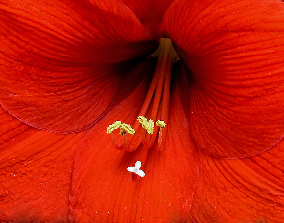 Inside a Hibiscus