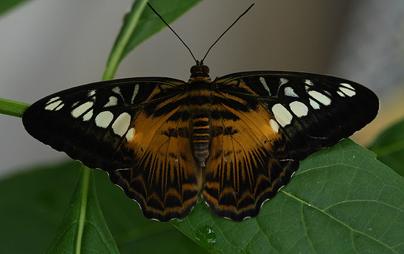 Symmetry