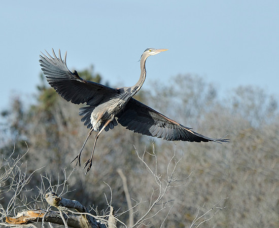 Heron in Flight