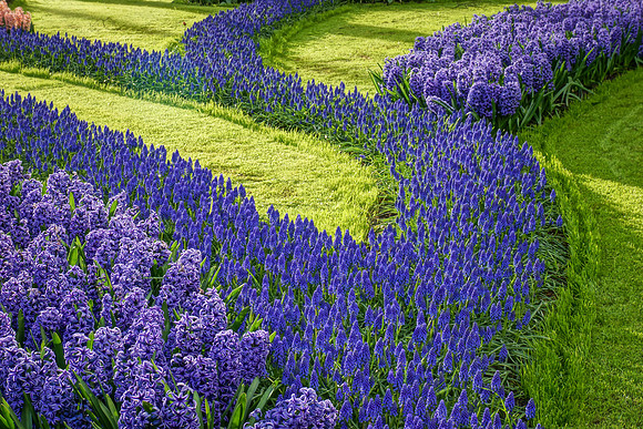 Dutch Hyacinths