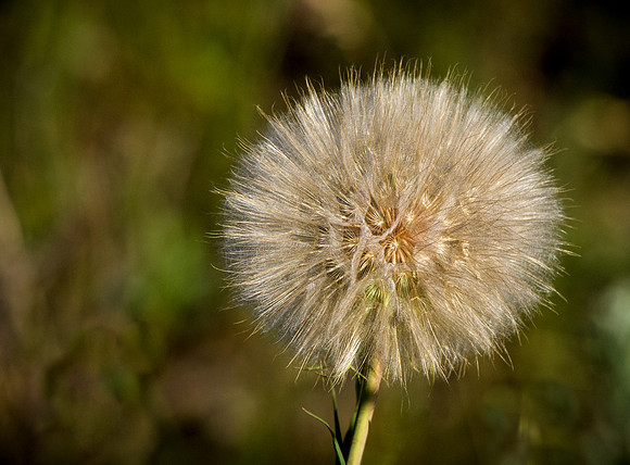 Nature's Star Burst