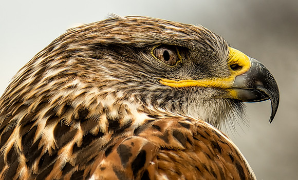 A Serious Raptor