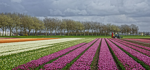 Tulip fields