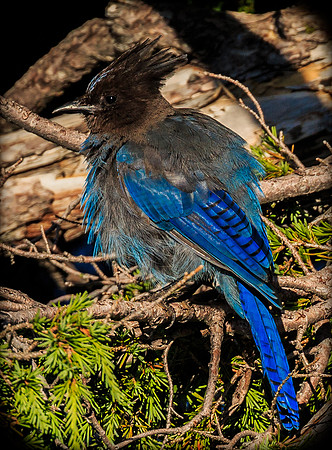 A Stellar Steller's Jay