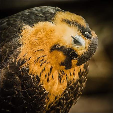 A Not So Serious Raptor