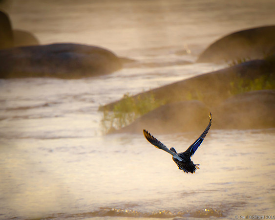 Morning Flight